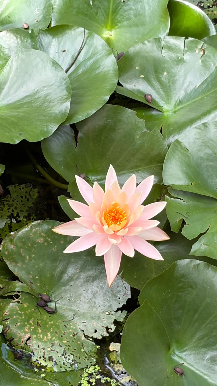 Kripalu Udhyan — photo 2